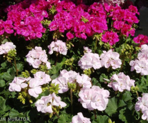 pelargonia