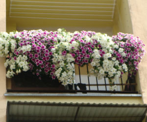 Najpiękniejsze balkony w Starachowicach