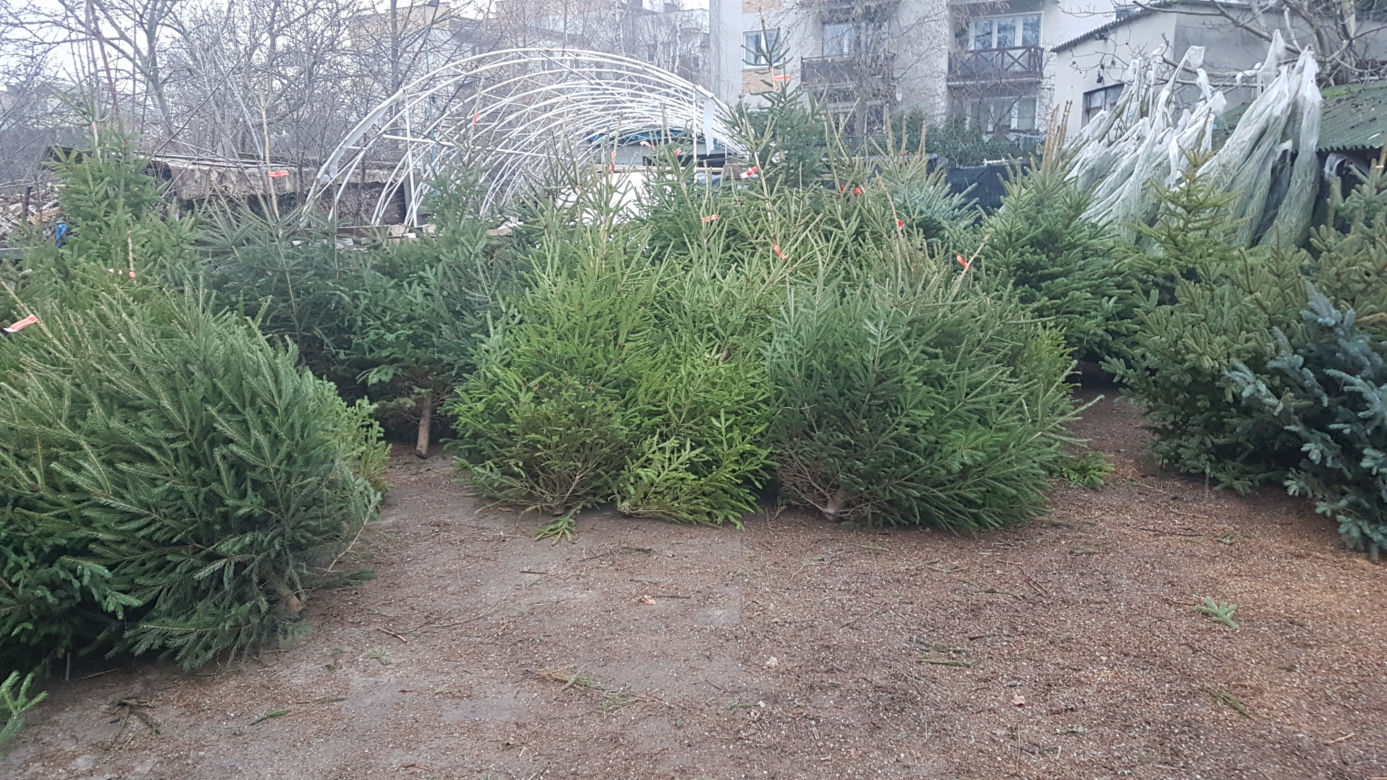Gdzie kupić choinkę w Toruniu?