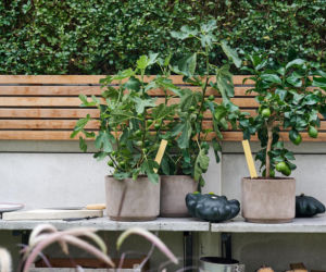 Owoce, które można uprawiać na balkonie