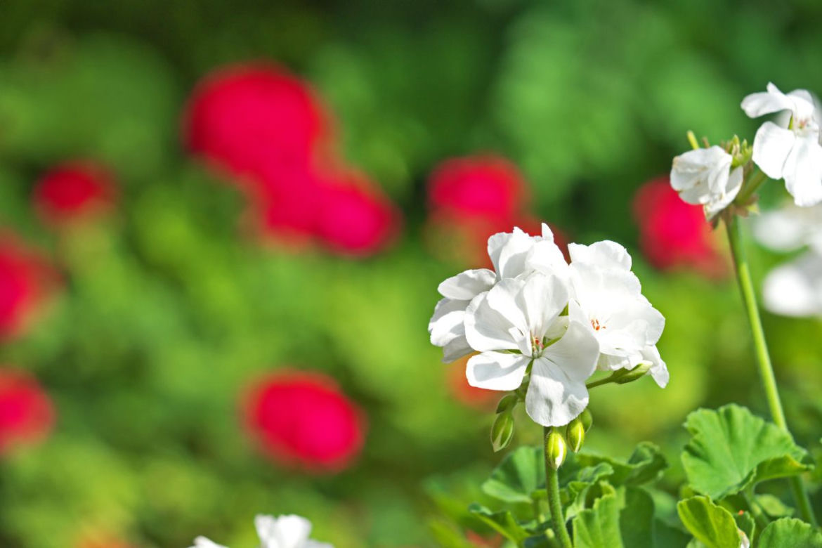 Pelargonie jesienią