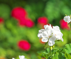 Pelargonie jesienią