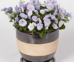 Dzwonek ‘Blue Wonder’