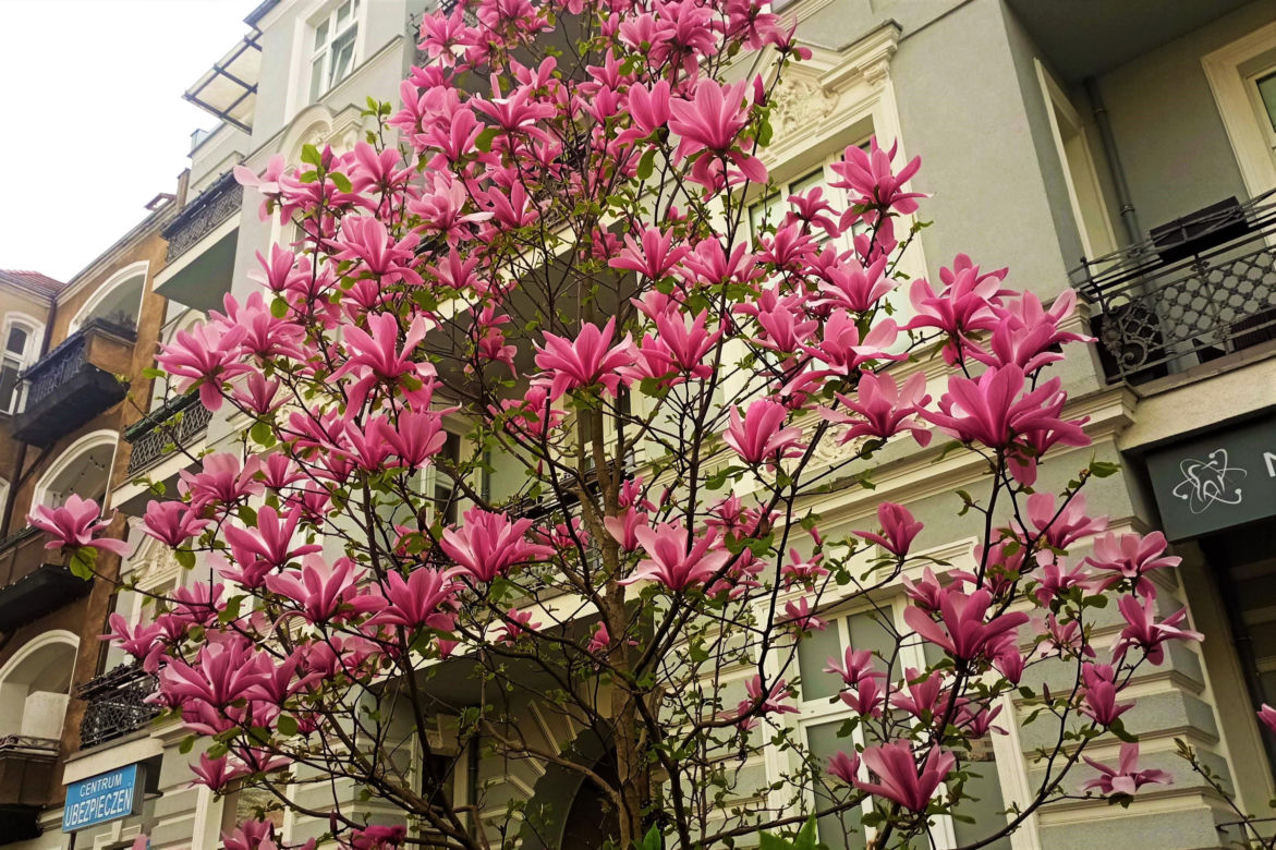 Magnolie w Szczecinie