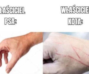 Koty opanowały internet!