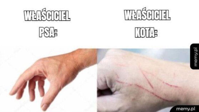 Koty opanowały internet!