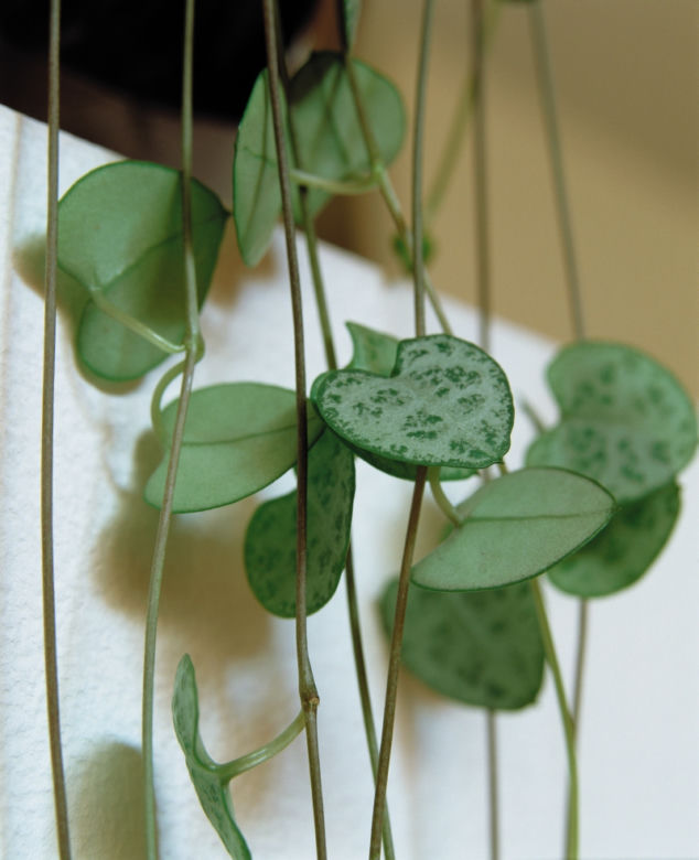 Ceropegia Wooda