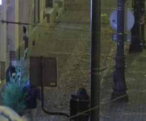 Spacerowali po Bydgoszczy z ukradzioną choinką! Interweniowała policja [ZDJĘCIA]