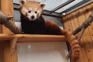 PANDA RUDA w warszawskim ZOO - nowa mieszkanka ogrodu jest przesłodka! [GALERIA]