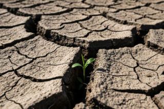 Walka z suszą zaczyna się w glebie. Te proste praktyki mogą zabezpieczyć plony i dochody