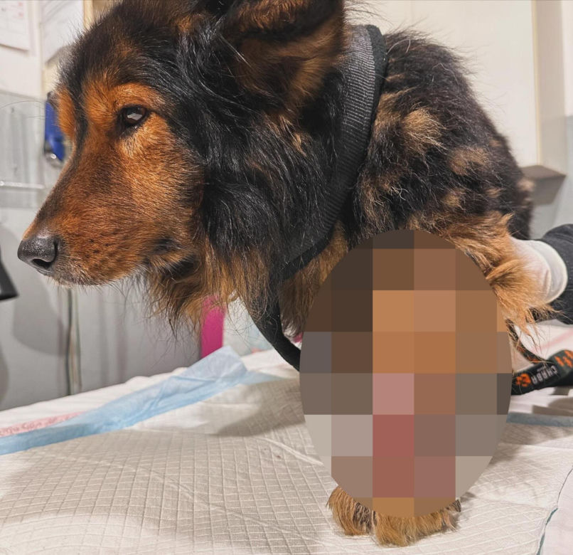 Znęcali się nad psem