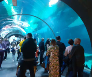 Tłumy w łódzkim Orientarium!