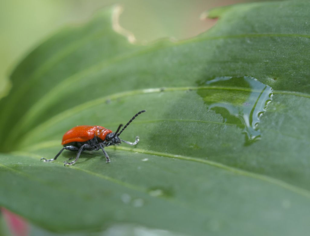 Poskrzypka liliowa
