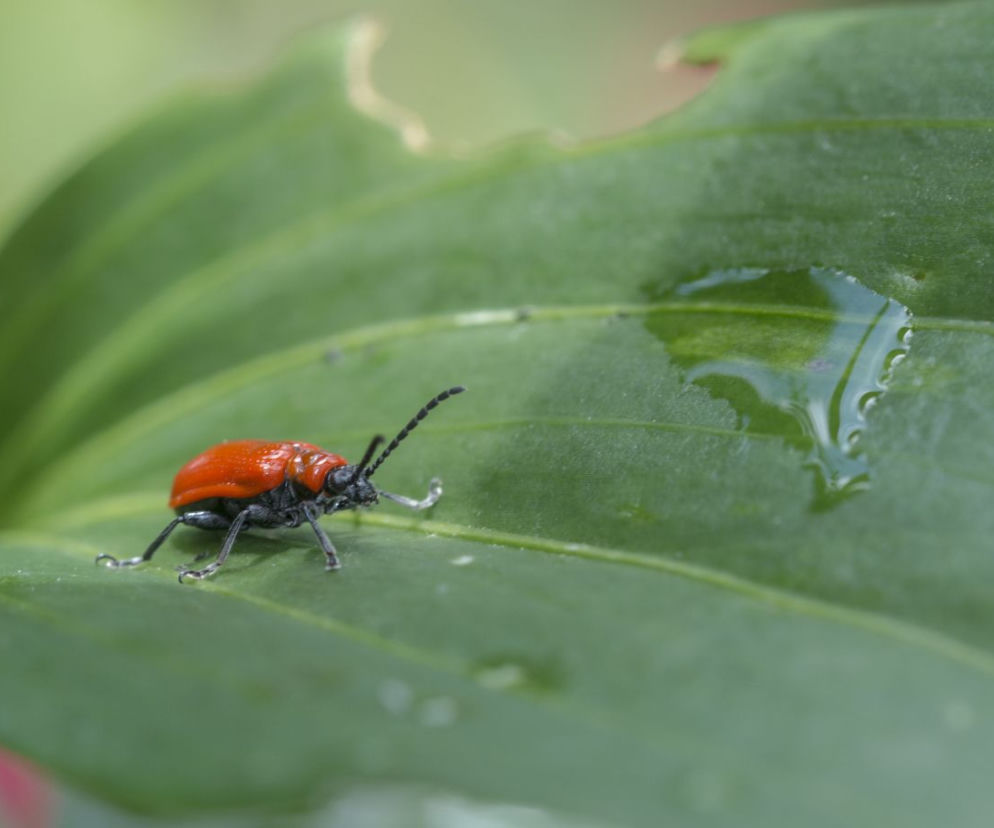 Poskrzypka liliowa