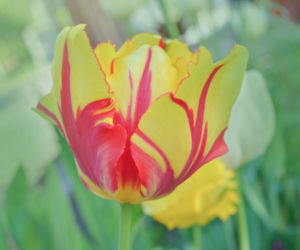 Tulipany papuzie