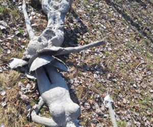 Surrealistyczne rzeźby zdobią ogród. Budzą niepokój i ciekawość