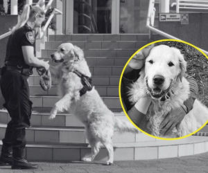 Nie żyje Marley ze Straży Miejskiej w Gdańsku. Na jego widok ludzie zawsze się uśmiechali