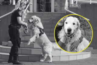 Nie żyje Marley ze Straży Miejskiej w Gdańsku. Na jego widok ludzie zawsze się uśmiechali