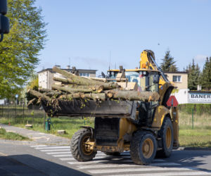 Ekolodzy przykuli się do drzew