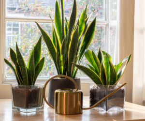 Popularne rośliny doniczkowe w polskich domach