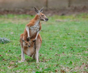 W Łódzkim ZOO na świat przyszedł mały kangurek