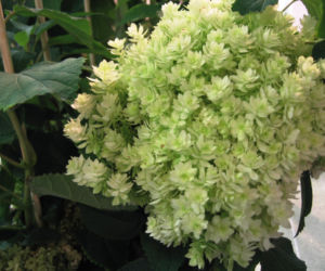 Hortensja drzewiasta 'Hayes Starburst' 