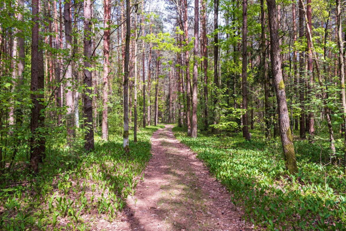 Puszcza Białowieska – ostatnia taka puszcza w Europie
