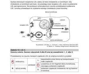 Matura 2022: biologia rozszerzona. Arkusze CKE, zadania, pytania. Poziom rozszerzony