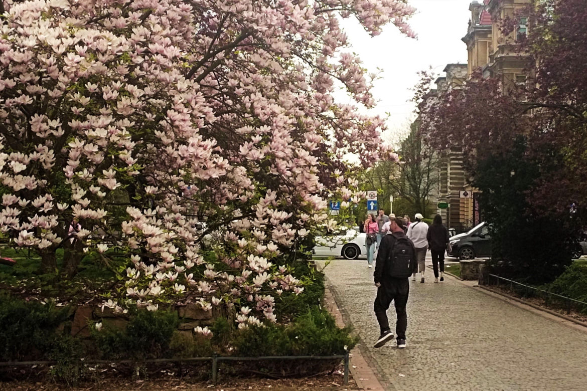 Magnolie w Szczecinie