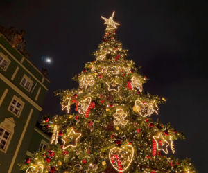 Choinka przed urzędem miasta w Szczecinie