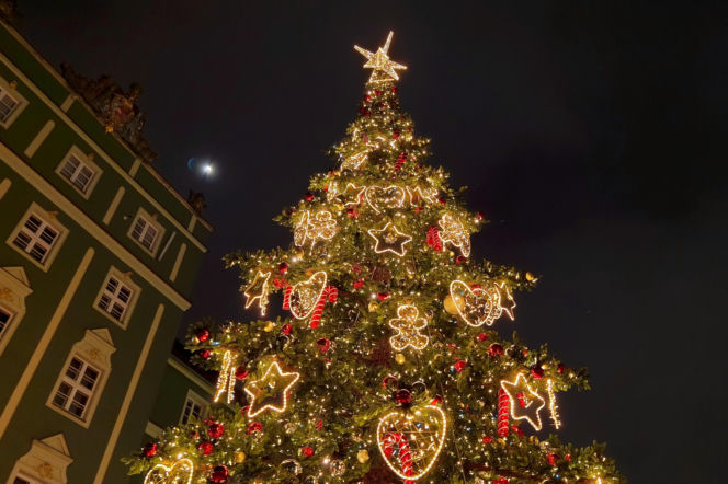 Choinka przed urzędem miasta w Szczecinie