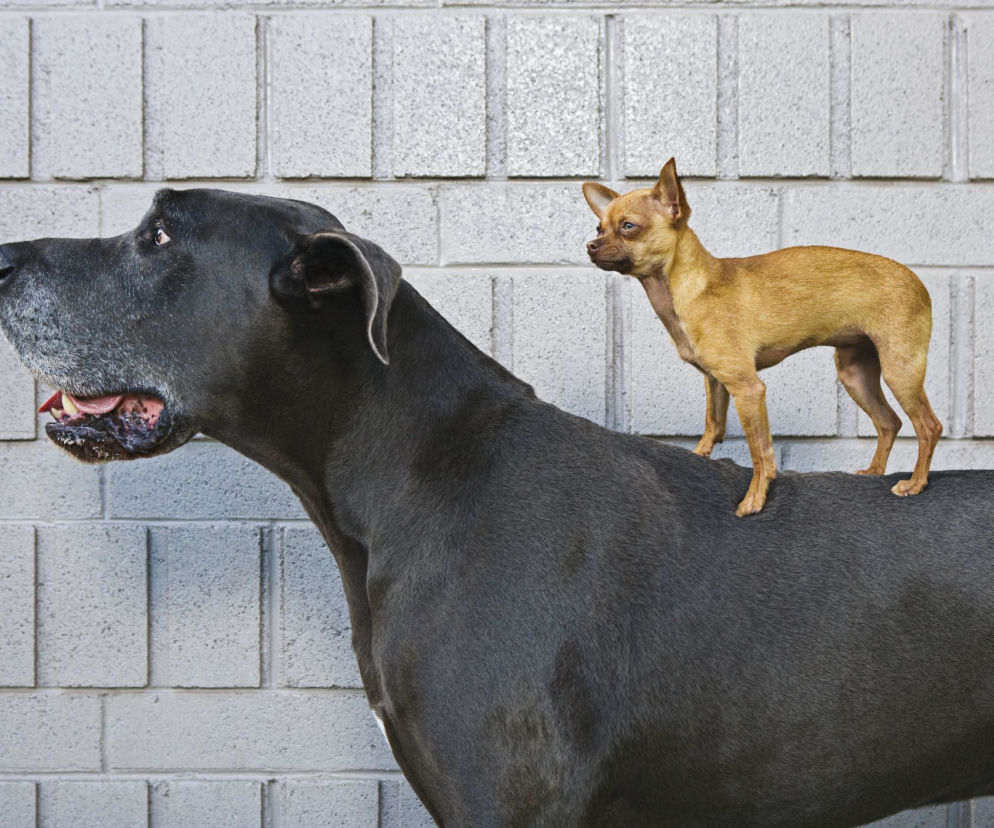 Dog niemiecki 