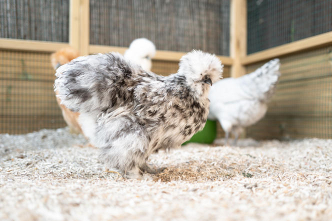 Kura silka, kura jedwabista