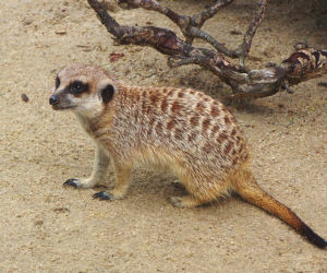 Surykatka  w śląskim zoo