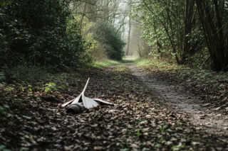 Martwy pyton w Otwocku. Kto skazał egzotycznego gada na okrutną śmierć?