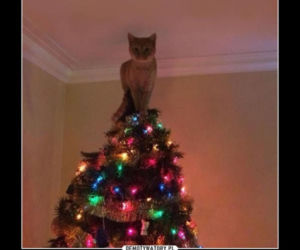 Śmieszne obrazki, które rozbawią każdego