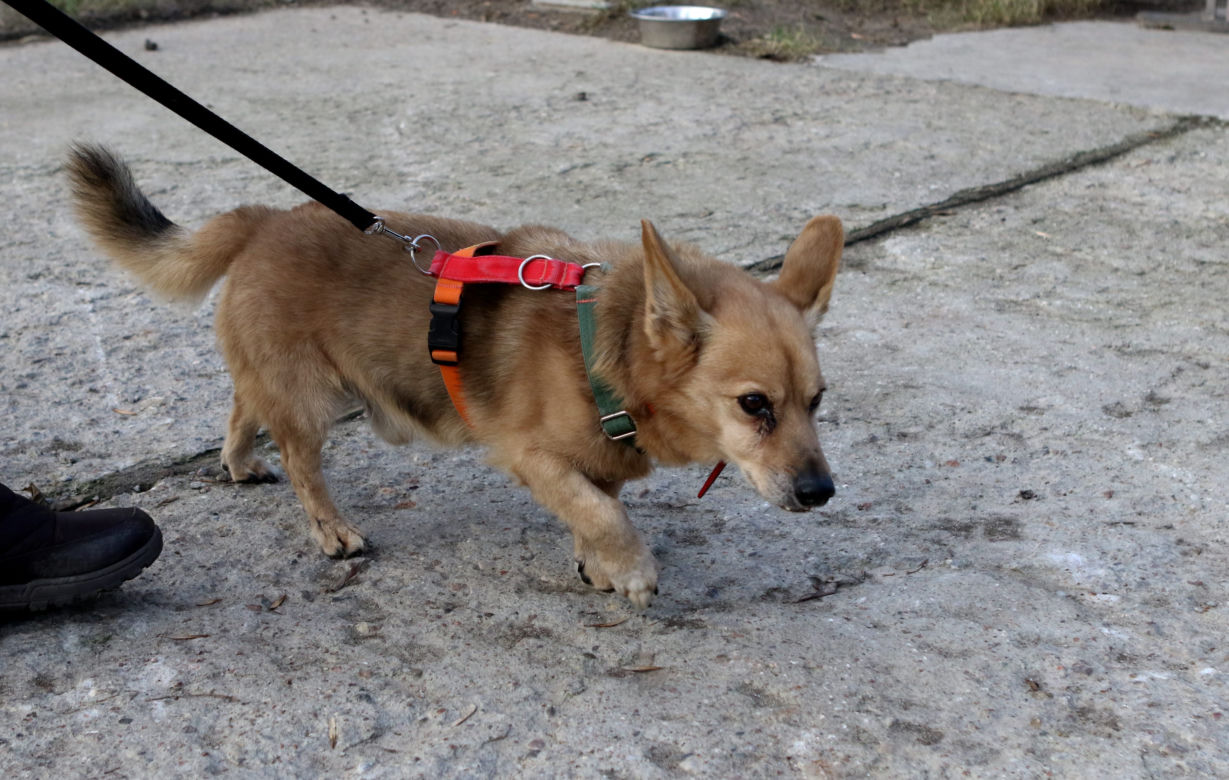 Pies do adopcji - Tabasco