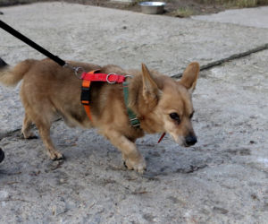 Pies do adopcji - Tabasco