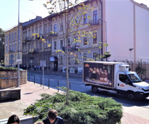 Irena - nowe imię lipy przed teatrem