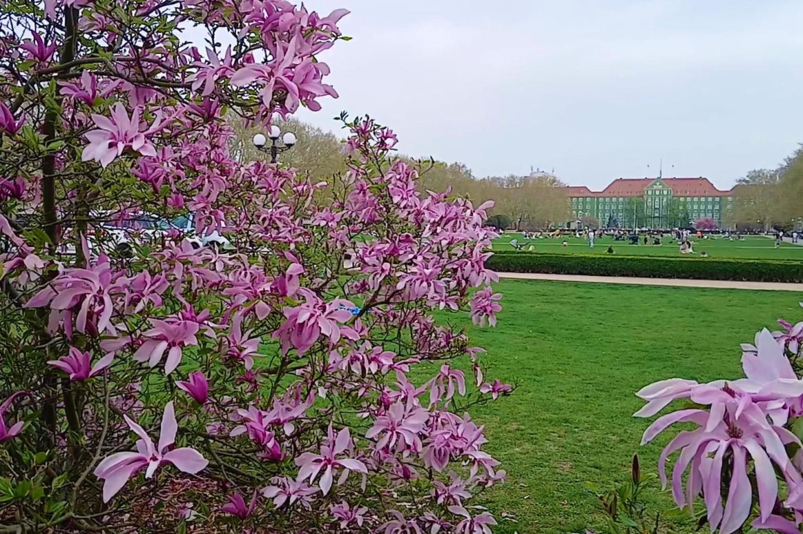 Magnolie w Szczecinie
