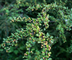 Irga Dielsa 