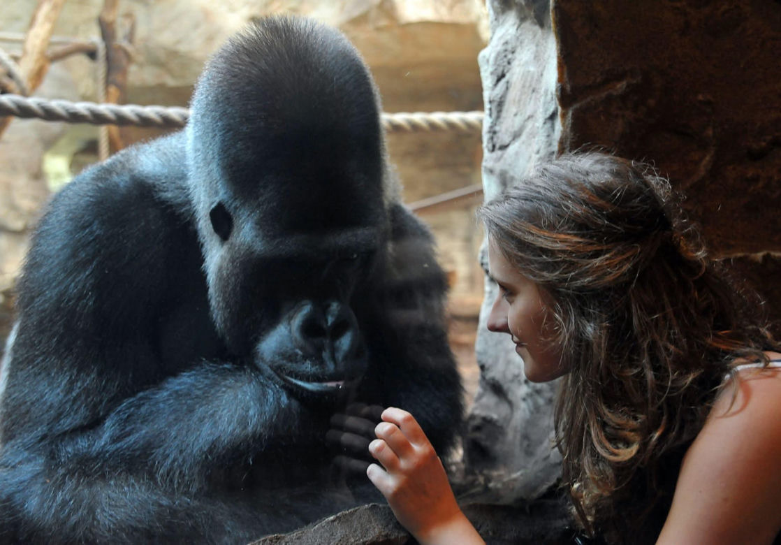 Warszawskie ZOO. Goryl M’Tonge "Mutek"