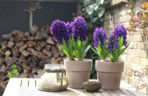 Hiacynty w doniczkach