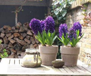 Hiacynty w doniczkach