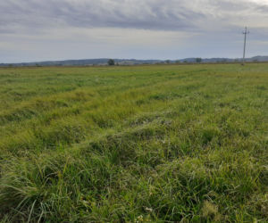 Uroczystość wmurowania kamienia węgielnego pod budowę Oddziału Celnego w Przemyślu 