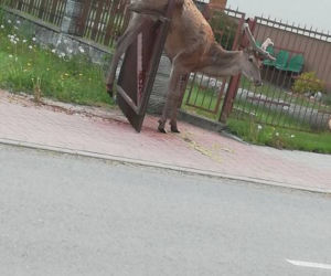 Piękny jeleń NABIŁ się na ogrodzenie. STRASZNY los zwierzęcia