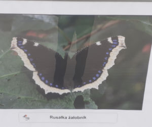 Wystawa zdjęć motyli i ciem w iławskiej Galerii Jazzowej