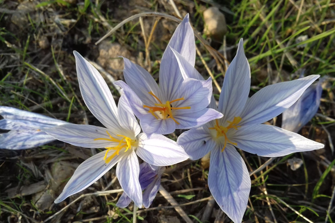 Krokusy jesienne