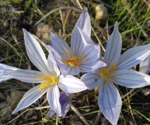 Krokusy jesienne