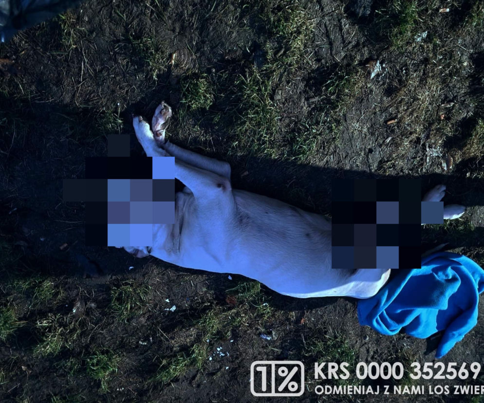 Makabra w centrum Wrocławia. Przez 10 dni karmił łyżeczką zwłoki psa 